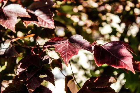 Crisp Maroon Fall Leaves Stock Photos