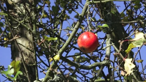 Crisp red apple on a branch Stock Footage 81324535