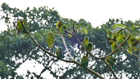 Crisp shot of multiple parakeet grooming in pairs 库存影片 91901912