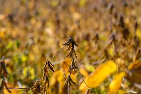 Crisp view of dry soybean stems and textured pods illuminated by sunlight, Highr Stock Photos