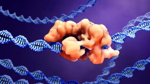 CRISPR-Cas9 proteins recognize and cut foreign pathogenic DNA Stock Illustration