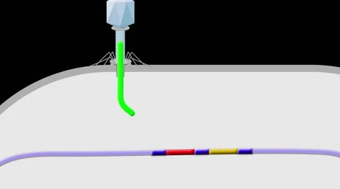 The CRISPR system in bacteria, animation. 스톡 동영상 63210814