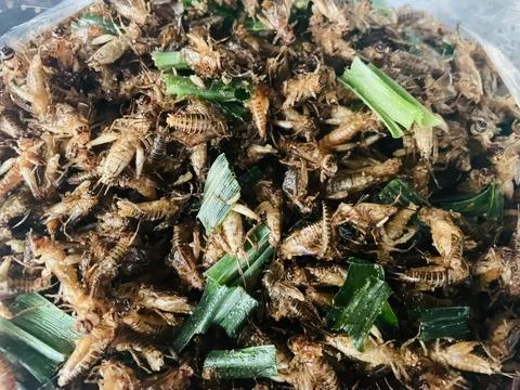 Crispy Fried Crickets with Herb Garnish Thai Street Food Snack Stock Photos