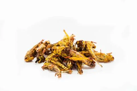 Crispy fried insects Stock Photos