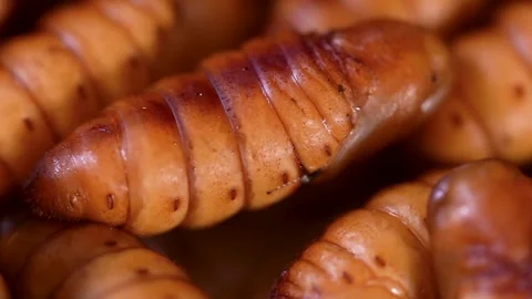 Crispy Fried Shunde Silkworm Pupae Stock Footage 332611915