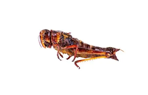 Crispy grasshoppers for a snack. Stock Photos