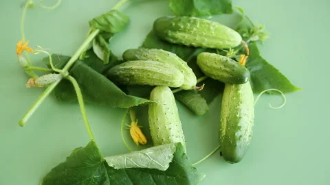 Crispy young cucumbers on a green background Stock Footage 315526010