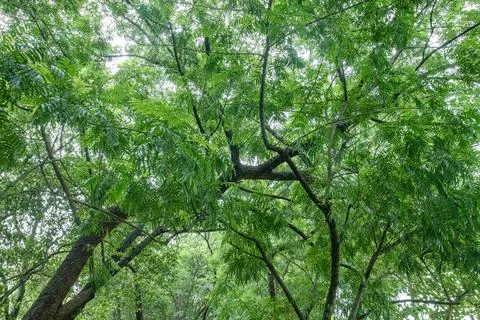 Crisscrossing tree branches with dense small green leaves.. Stock Photos