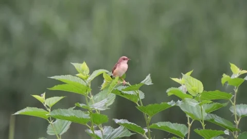 Cristicola bird perched on tiny branches Stockbeeldmateriaal 335662137