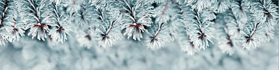 Cristmas background with pine tree branches .Winter background. Stock Photos