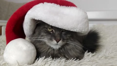 Cristmas cat in red Santa hat lay on light soft plaid at home, pet symbol of New 動画素材 223124571