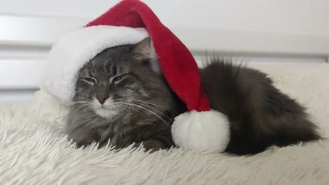 Cristmas cat in red Santa hat lay on light soft plaid at home, pet symbol of New Stock Footage 223336883