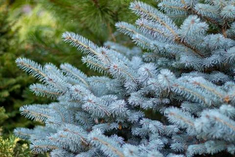 Cristmas tree background. Blue pine branch conifer Stock Photos