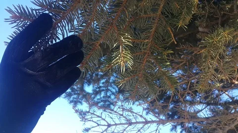 Cristmas tree Stock Footage 106367839