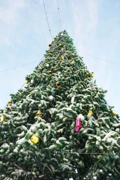 Cristmas tree Stock Photos