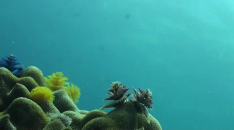 Cristmas tree worms opening Video stock 33099674