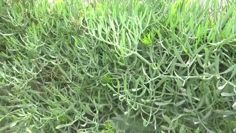 Crithmum maritimum Stock-Footage 311528666