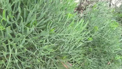 Crithmum maritimum from left to right, close-up Stock Footage 311528674