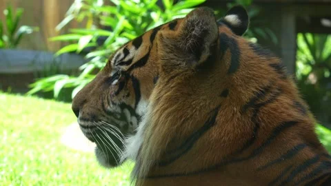 A critically endangered apex predator, a Sumatran tiger resting on the ground Stock Footage 327690260