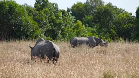 Critically Endangered Black Rhino Grazing in Tall Grass Ol Pejeta Conservancy. Stock Footage 320250258