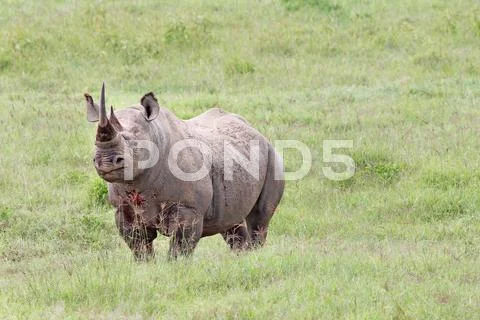 The Critically Endangered Black Rhinoceros at Lake Nakuru, Kenya, Africa. Stock Photos