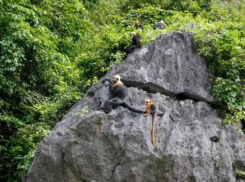 Critically Endangered Cat Ba Langurs on Limestone Cliff in Cat Ba Island 写真素材