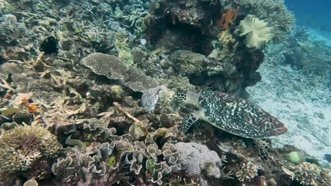 A critically endangered Hawksbill sea turtle with distinctive patterned Stock Footage 187104218