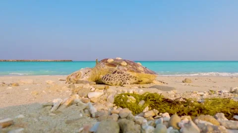 Critically-endangered hawksbill sea turtle killed by plastic waste on a Abu Stock Footage 328388400