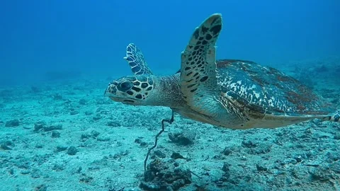 Critically endangered hawksbill turtle Stock Footage 239145578