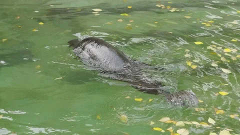 Critically endangered Mediterranean monk seal Stock-Footage 84707151