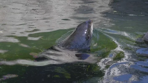 Critically endangered Mediterranean monk seal. Stock-Footage 101174438