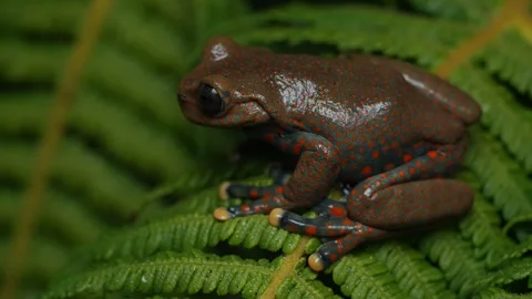 Critically Endangered Spotted Stream Frog (Hyloscirtus pantostictus) Stockbeeldmateriaal 345554375
