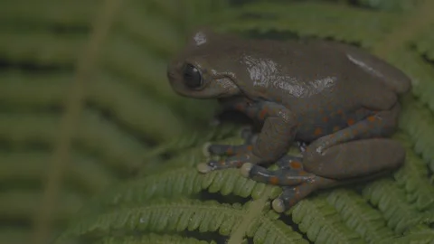 Critically Endangered Spotted Stream Frog (Hyloscirtus pantostictus) Stock Footage 345554381