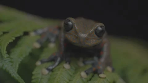 Critically Endangered Spotted Stream Frog (Hyloscirtus pantostictus) Stock Footage 345554385