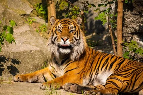 Critically endangered Sumatran tiger Stock Photos