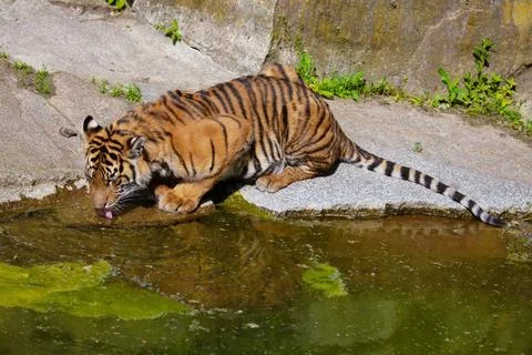 Critically endangered Sumatran tiger Stock Photos