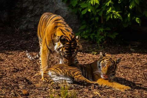 Critically endangered Sumatran tiger Stock Photos