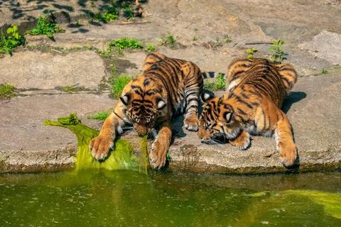 Critically endangered Sumatran tiger Foto stock
