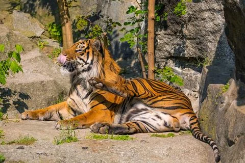 Critically endangered Sumatran tiger Stock Photos