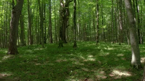 Crna Poda Old Pine Forest in Tara Canyon. Green Pine Forest Montenegro. Stock Footage 233356779