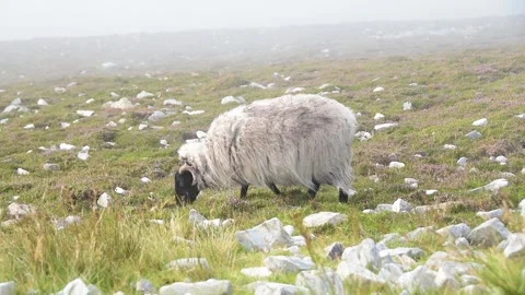 CROAGH PATRICK ST PATRICK  SHEEP LAND FARM 2 库存影片 315118126