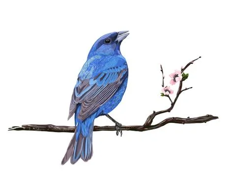 A croaking bird on a cherry blossom branch Stock Illustration