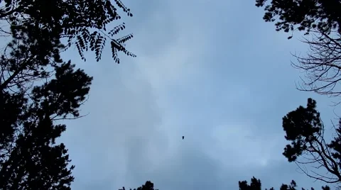 Croaking crows in the night sky 스톡 동영상 53197332