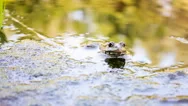 Croaking Frog Cinemagraph Live Photos Looped Stock Footage