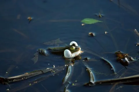 Croaking frog in a swamp Stock Photos