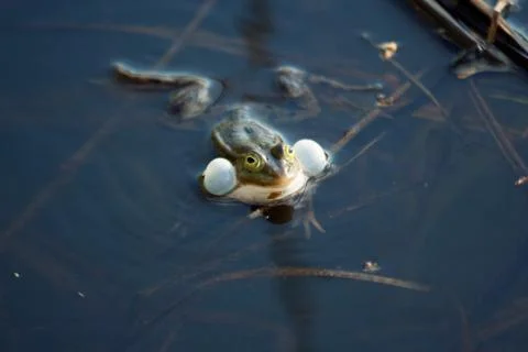 Croaking frog in a swamp Stock Photos