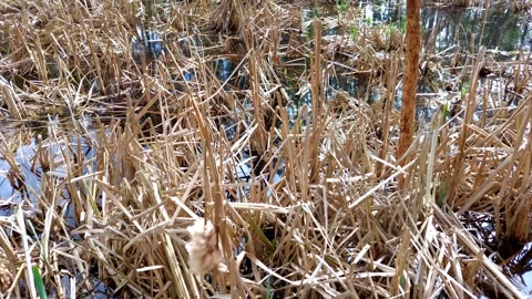 The croaking of frogs in a pond coming from between the reeds. Stock Footage 272356739