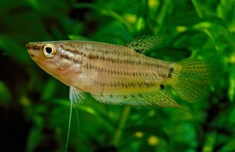 Croaking gourami Stock Photos