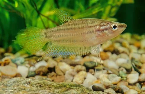 Croaking gourami Stock Photos