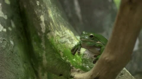 Croaking tree frog silent Video stock 21218817
